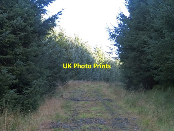 Photo 6"x4" Forest road, Cleish Hills Cleish c2013