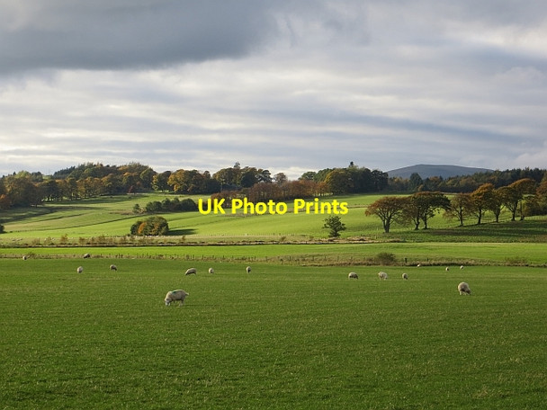 Photo 6"x4" Grazing near Threapmuir Drum\/NO0400 c2013