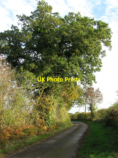 Photo 6"x4" Old oak tree growing beside Heydon Road, Oulton Oulton\/TG1328 c2013