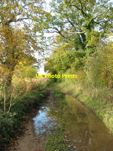 Photo 6"x4" Autumn colours in Spink's Lane Oulton\/TG1328 c2013