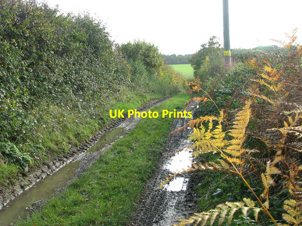 Photo 6"x4" Yellowing bracken beside Spink's Lane Oulton\/TG1328 c2013