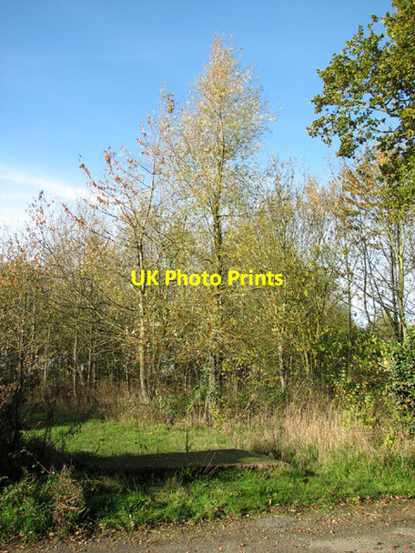 Photo 6"x4" Young trees beside Elms Road Waterloo\/TM4293 c2013