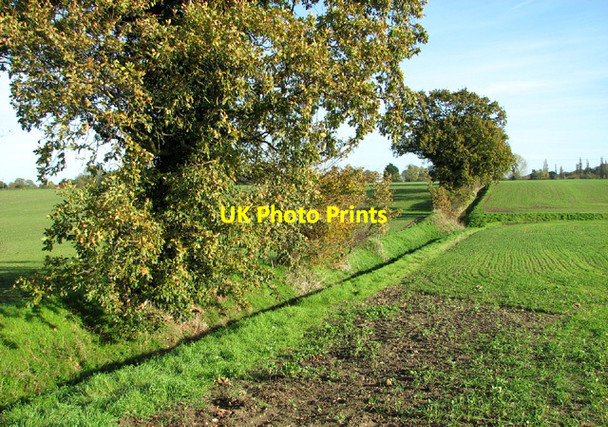 Photo 6"x4" Trees on a field boundary Waterheath c2013