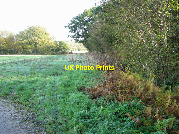 Photo 6"x4" Footpath past Great Wood Haddiscoe c2013