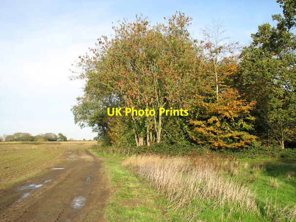 Photo 6"x4" Autumn colours in Great Wood Haddiscoe c2013