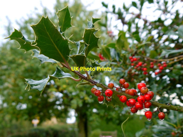 Photo 6"x4" Holly in the rain Bromsash c2013