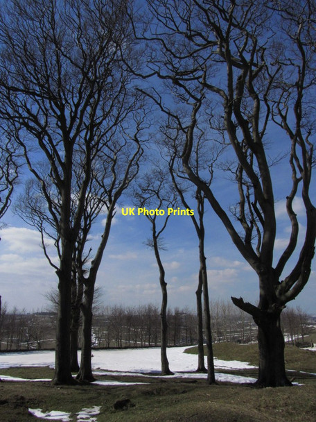 Photo 6"x4" Trees on summit of Minninglow Aldwark\/SK2257 c2013