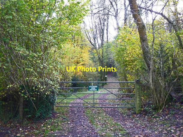 Photo 6"x4" Littledown Wood Gilbert Street c2013
