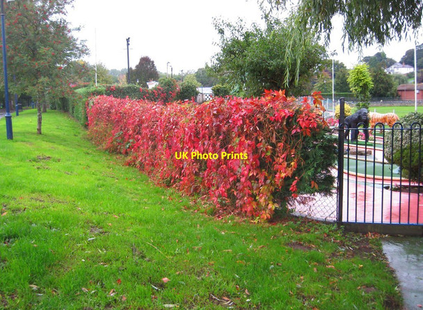 Photo 6"x4" Red hedge, Riverside Meadows, Stourport-on-Severn Stourport-on-Severn c2013