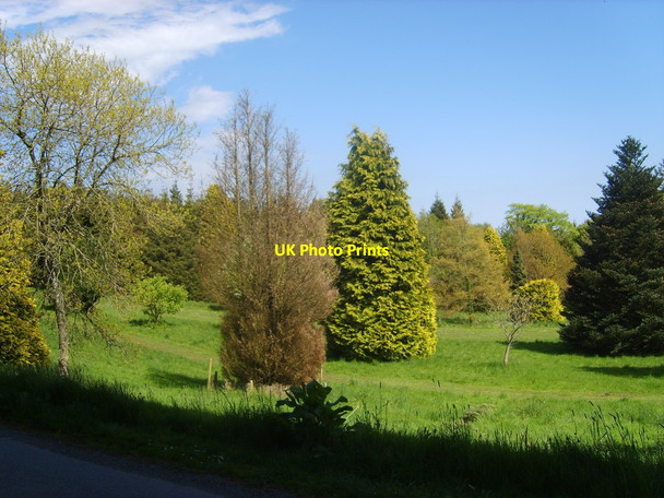 Photo 6"x4" Extension of the arboretum south of the walled garden Castlewellan c2013
