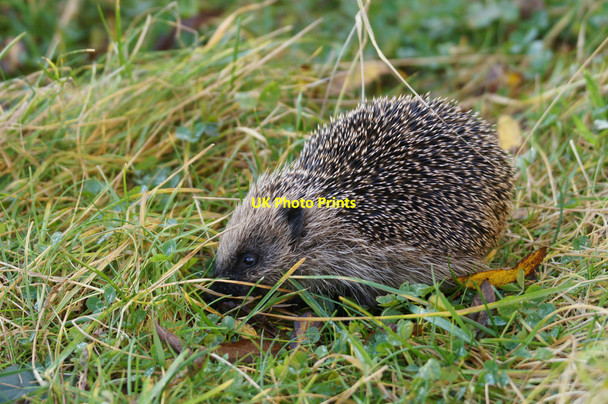 Photo 6"x4" Hedgehog (Erinaceus europaeus), Baltasound Baltasound c2012