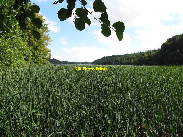 Photo 6"x4" Reed beds at the upper end of Castlewellan Lake Castlewellan c2013