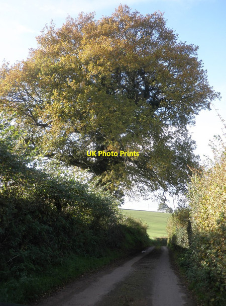 Photo 6"x4" Mature tree, on the road to Houndsmoor Weekmoor c2013