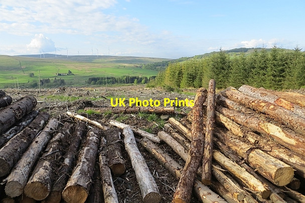 Photo 6"x4" Clear felled area, Carron Valley Forest High Banton c2013