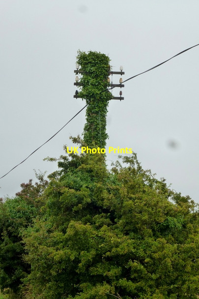 Photo 6"x4" Ivy-clad Telegraph Pole Bladnoch c2013