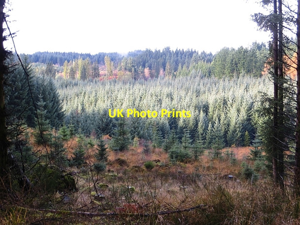 Photo 6"x4" Clearing in Loch Ard Forest Kirkton\/NN5100 c2013
