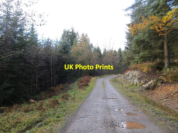 Photo 6"x4" Loch Ard Forest Kirkton\/NN5100 c2013