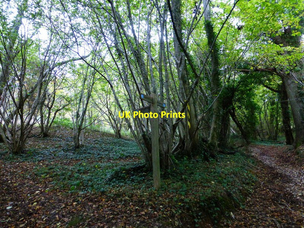 Photo 6"x4" Bridleway junction in Woodbarn Stoughton\/SU8011 c2013