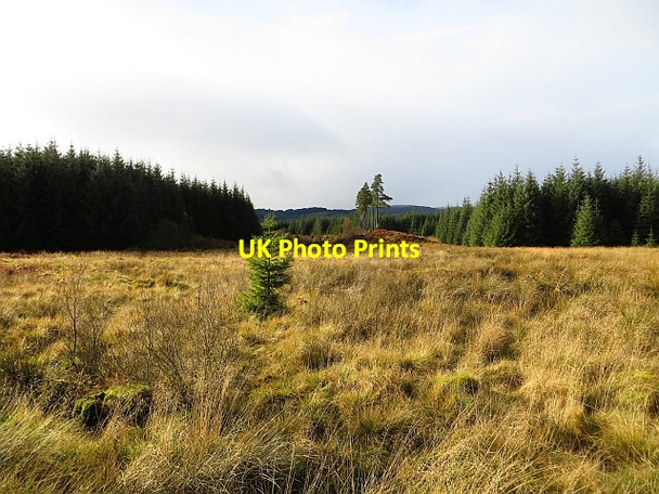 Photo 6"x4" Loch Ard Forest Dalmary c2013
