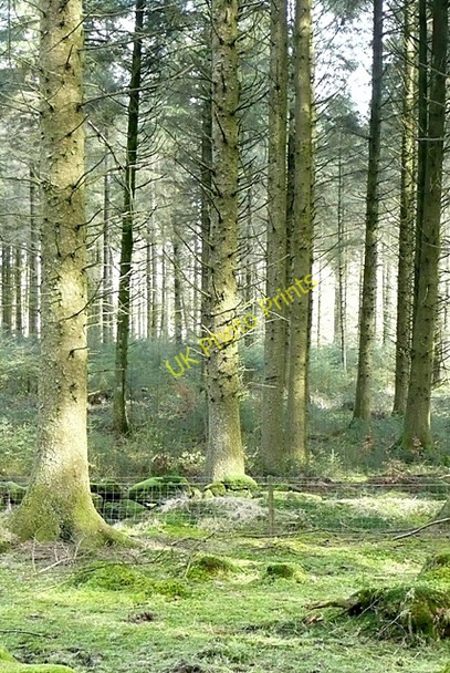 Photo 6"x4" Woodland at Bellever Bellever c2009