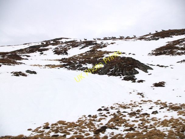 Photo 6"x4" Herd of deer, Meall Feith Dhiongaig Meall F\u00e8ith Dhiongaig c2009