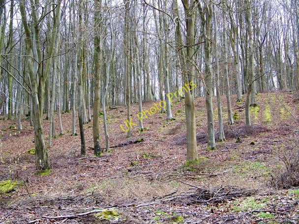 Photo 6"x4" Trees, Washers Pit Coppice Well Bottom\/ST9116 c2009
