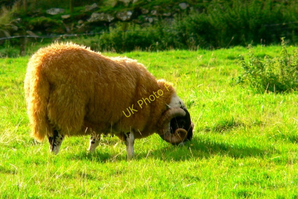 Photo 6"x4" Ardara - Special breed of sheep based on colour Ardara c2005