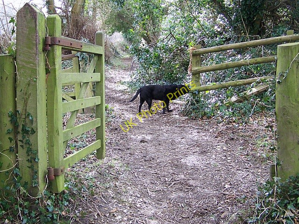 Photo 6"x4" Bridleway to Cowpound Wood Athelhampton c2009