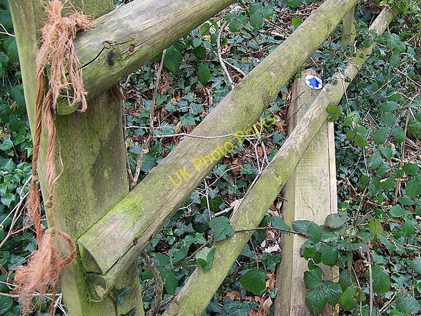 Photo 6"x4" Broken gate, Athelhampton Athelhampton c2009