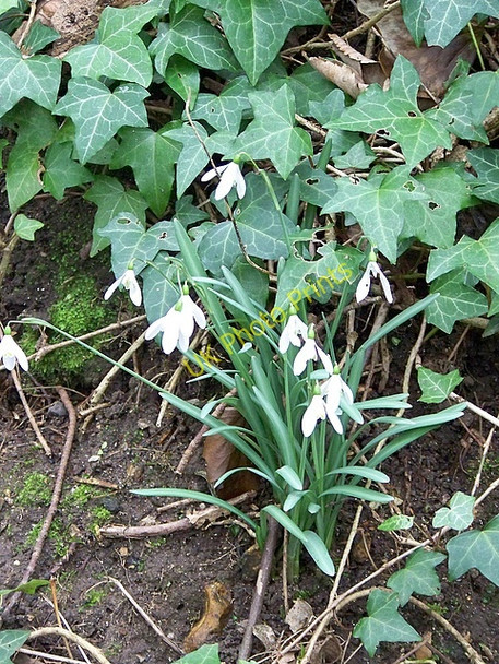 Photo 6"x4" Snowdrops, Athelhampton Athelhampton c2009