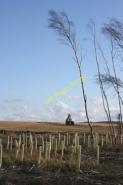Photo 6"x4" New Plantation Blackhillock\/NJ4348 c2009