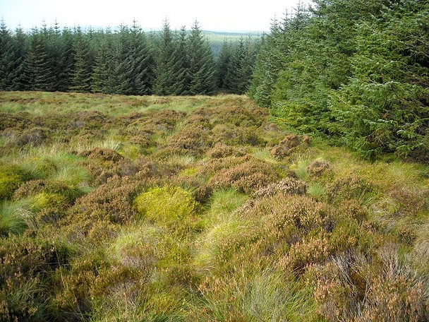 Photo 6"x4" Forest at Myers Hill Dumdruff Hill c2008