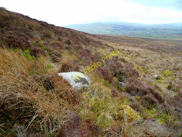 Photo 6"x4" A rock in a heathery place Glasfryn\/SH9150 c2009