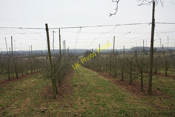 Photo 6"x4" Transformation, hop field to orchard, Staplow Staplow c2009