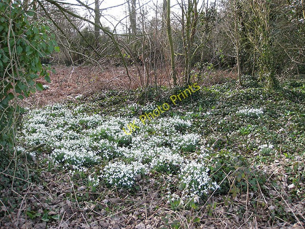 Photo 6"x4" Drifts of snowdrops Garway c2009