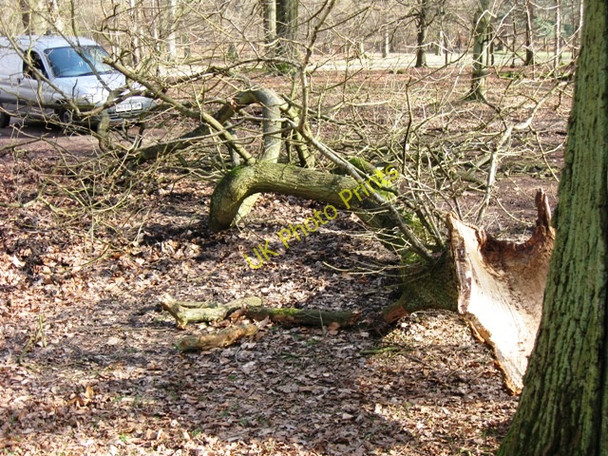 Photo 6"x4" Remember - Trees shed branches Aldbury c2009