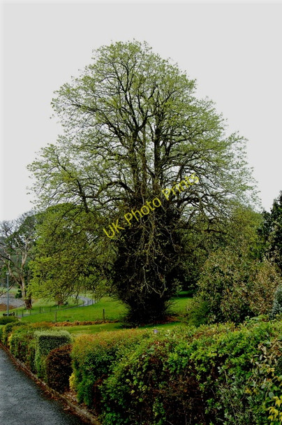 Photo 6"x4" Capuchin Friary just south of Ard's Forest - Tree Downies\/C1038 c2008