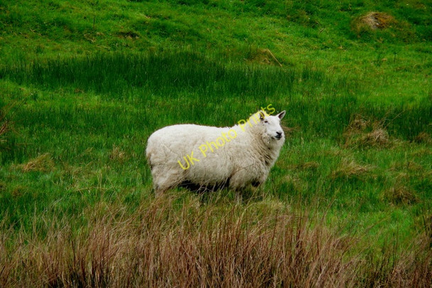 Photo 6"x4" Road from Capuchin Friary - Sheep near mound Creeslough c2008
