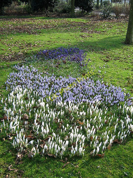 Photo 6"x4" Crocus in West Park Long Eaton c2009