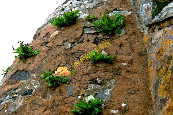 Photo 6"x4" Dandelions growing on Doe Castle structure Creeslough c2008
