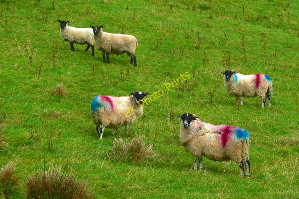 Photo 6"x4" Road from Falcarragh SE to R251 - Sheep on a hill Carrowcannon c2005