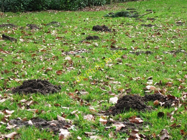 Photo 6"x4" Mole Hills in the grass in Wendover Woods Wendover c2009