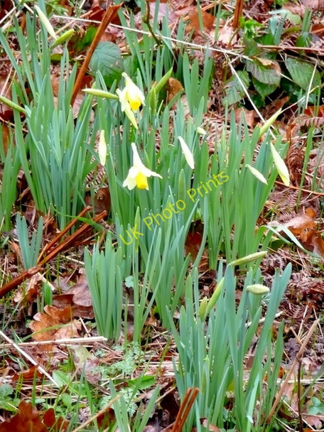 Photo 6"x4" Wild daffodil, Narcissus pseudonarcissus Shutton c2009