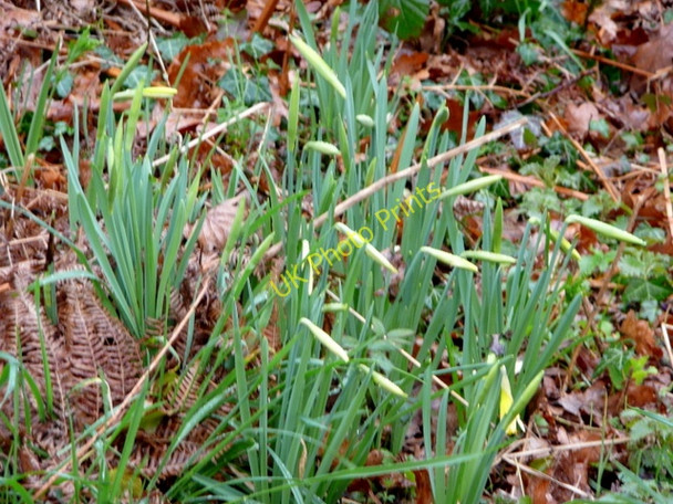Photo 6"x4" Wild daffodil, Narcissus pseudonarcissus Shutton c2009 P1