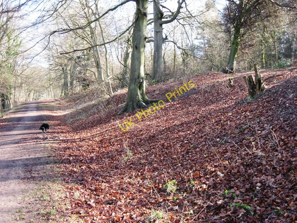 Photo 6"x4" The Woodland Track on the north side of Boddington Banks Wendover c2009