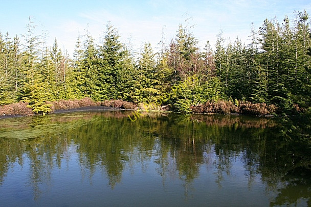 Photo 6"x4" Pond in the Forest Inchberry\/NJ3155 c2009