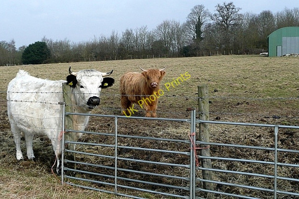 Photo 6"x4" Cows at Upper Lodge Padworth c2009