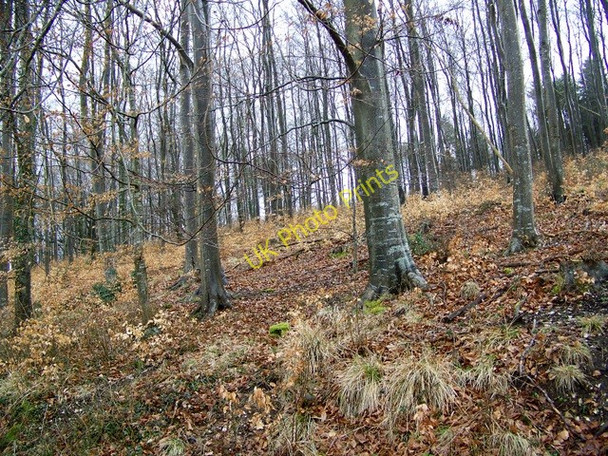 Photo 6"x4" Stonedown Wood Deanland c2009