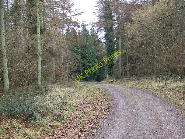 Photo 6"x4" Track, Stonedown Wood Deanland c2009