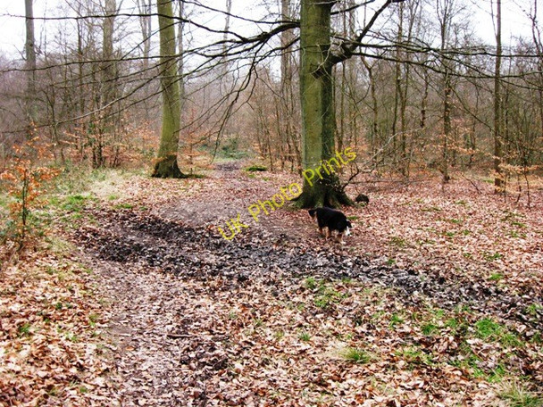 Photo 6"x4" Old Cart Track through High Scrubs Wood Cholesbury c2009